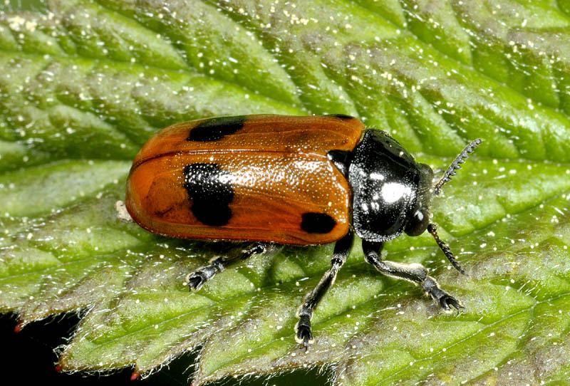 Chrysomelidae: Clytra sp., cfr. quadripunctata